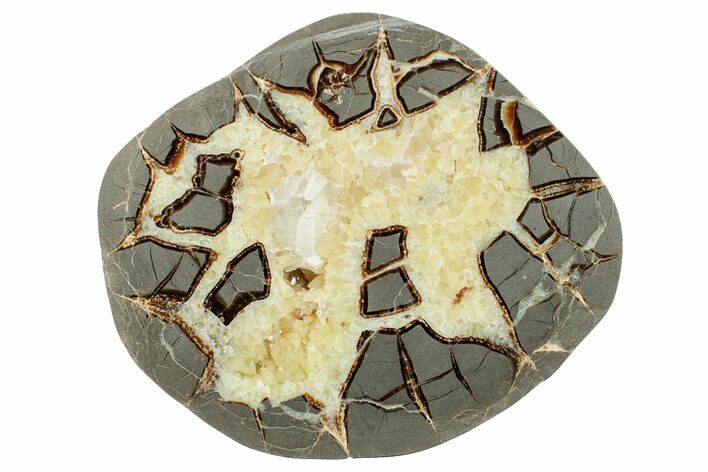 Polished Septarian Slab - Utah #246525